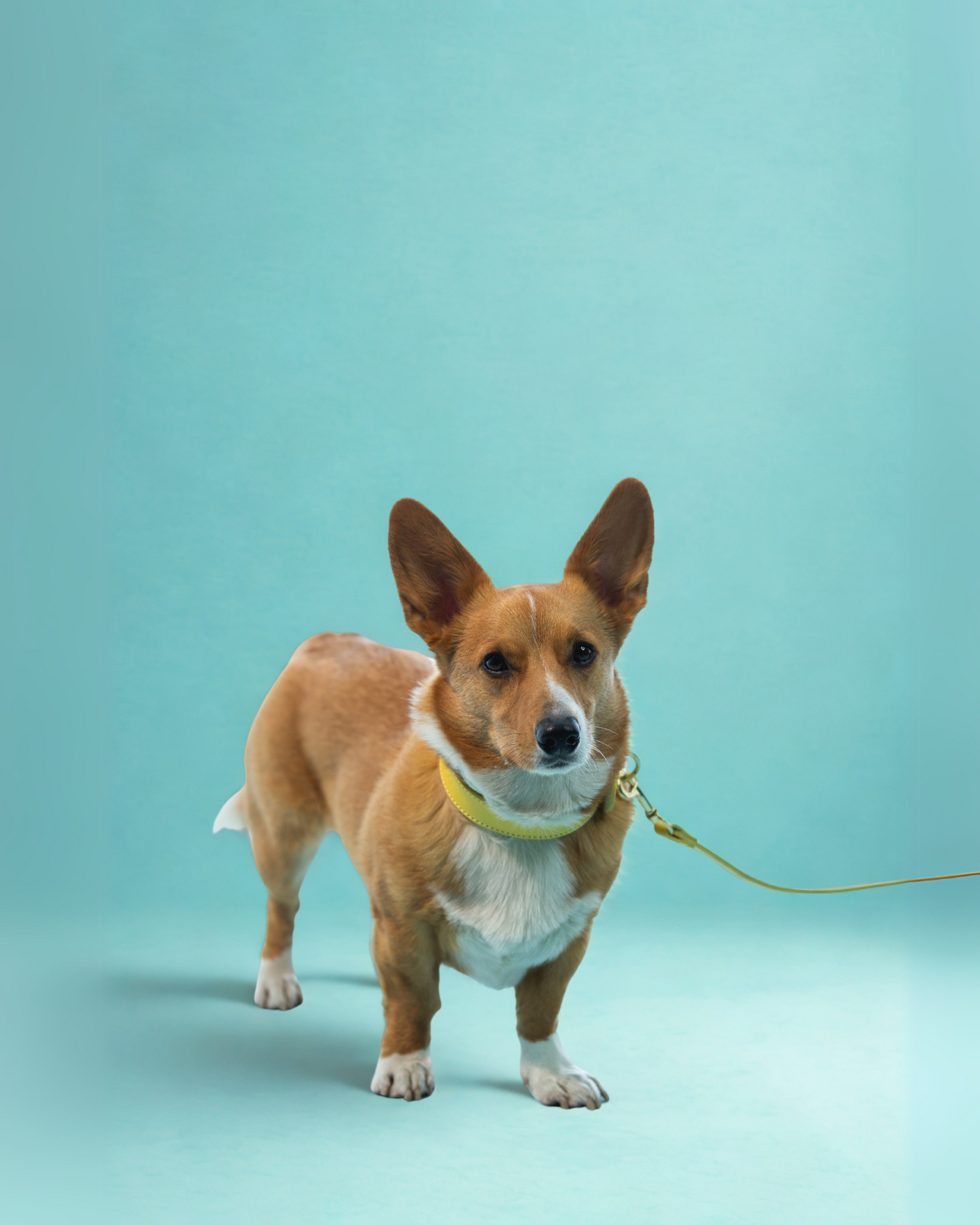 Collar Luxury Banana