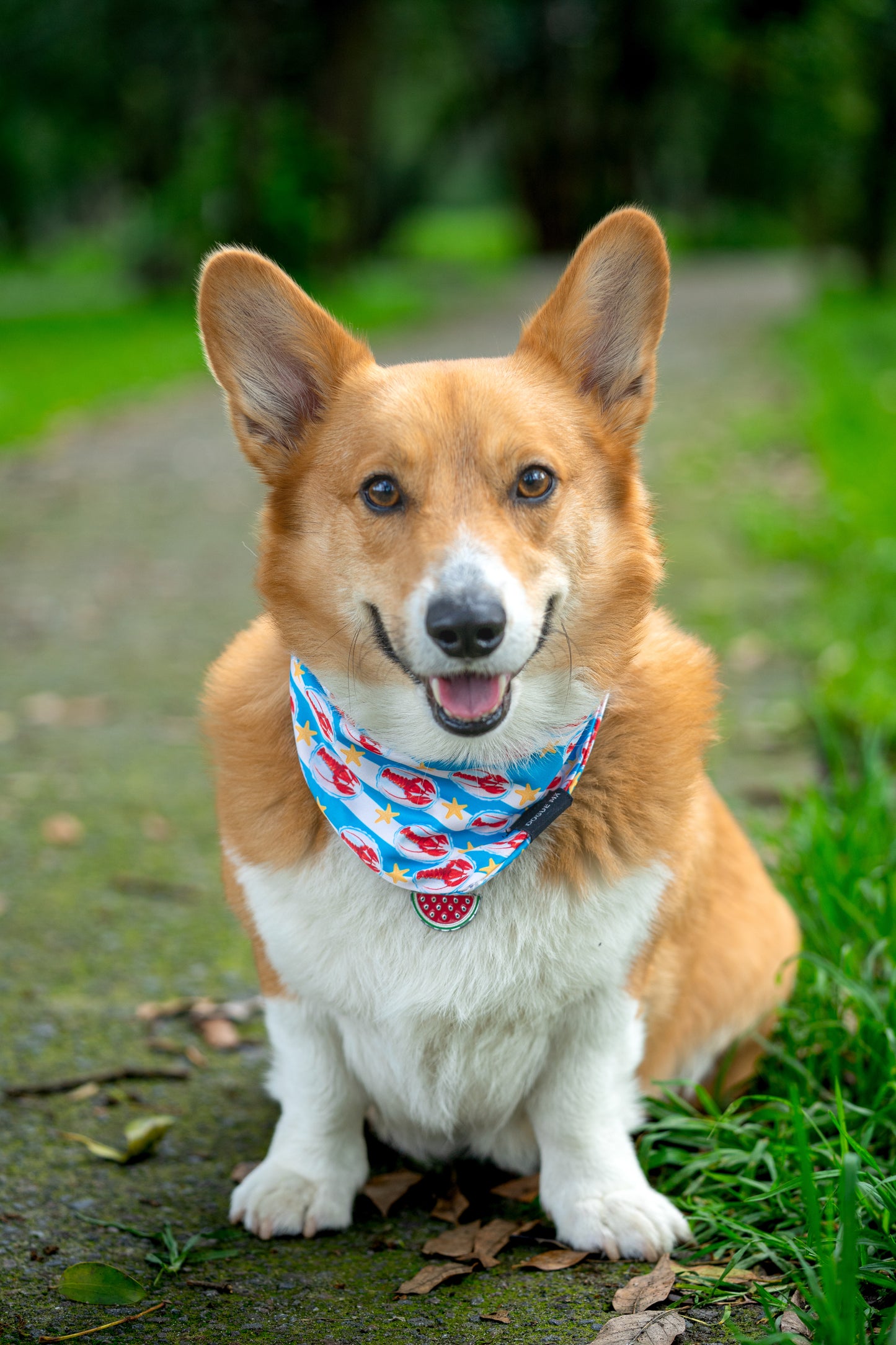 BANDANA| LANGOSTA