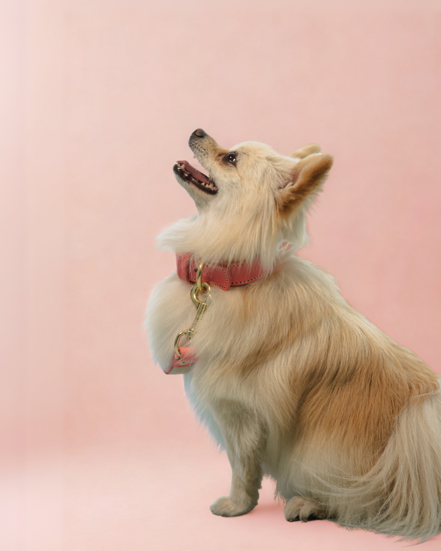 Collar Luxury Coral