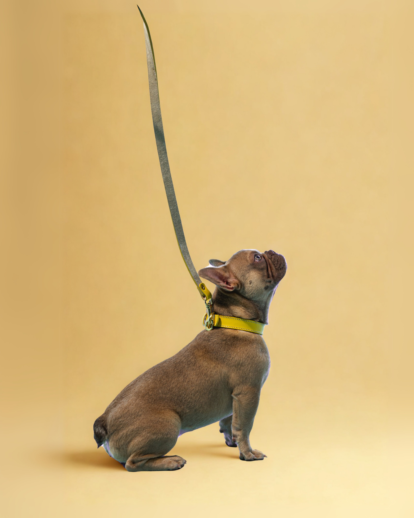 Collar Luxury Banana